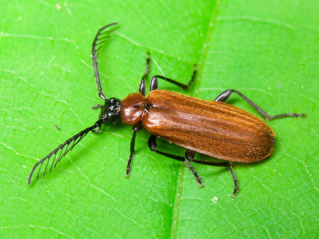 Schizotus pectinicornis (Linnaeus, 1758)